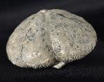 Micraster cf. schroederi STOLLEY 1891 - Bild &copy; FossNet FossilienStore